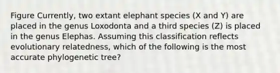 Figure Currently, two extant elephant species (X and Y) are placed in the genus Loxodonta and a third species (Z) is placed in the genus Elephas. Assuming this classification reflects evolutionary relatedness, which of the following is the most accurate phylogenetic tree?