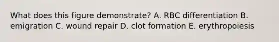 What does this figure demonstrate? A. RBC differentiation B. emigration C. wound repair D. clot formation E. erythropoiesis