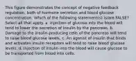 This figure demonstrates the concept of negative feedback regulation, both of hormone secretion and blood glucose concentration. Which of the following statement(s) is/are FALSE? Select all that apply. a. Injection of glucose into the blood will tend to lower the secretion of insulin by the pancreas. b. Damage to the insulin-producing cells of the pancreas will tend to raise blood glucose levels. c. An agonist of insulin that binds and activates insulin receptors will tend to raise blood glucose levels. d. Injection of insulin into the blood will cause glucose to be transported from blood into cells.