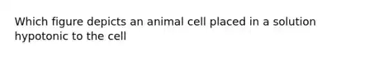 Which figure depicts an animal cell placed in a solution hypotonic to the cell