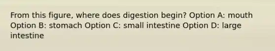 From this figure, where does digestion begin? Option A: mouth Option B: stomach Option C: small intestine Option D: large intestine