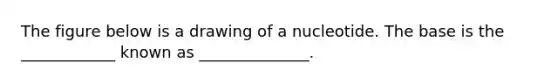 The figure below is a drawing of a nucleotide. The base is the ____________ known as ______________.