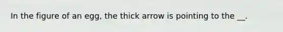 In the figure of an egg, the thick arrow is pointing to the __.