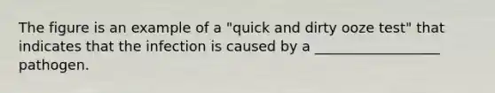 The figure is an example of a "quick and dirty ooze test" that indicates that the infection is caused by a __________________ pathogen.