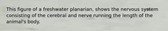 This figure of a freshwater planarian, shows the nervous system consisting of the cerebral and nerve running the length of the animal's body.
