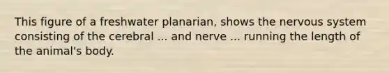 This figure of a freshwater planarian, shows the nervous system consisting of the cerebral ... and nerve ... running the length of the animal's body.