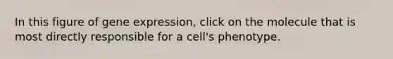 In this figure of gene expression, click on the molecule that is most directly responsible for a cell's phenotype.