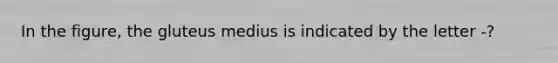 In the figure, the gluteus medius is indicated by the letter -?