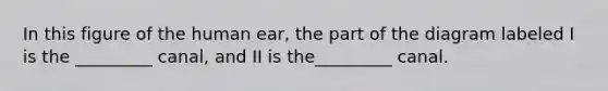 In this figure of the human ear, the part of the diagram labeled I is the _________ canal, and II is the_________ canal.