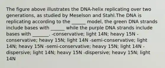 The figure above illustrates the DNA-helix replicating over two generations, as studied by Meselson and Stahl.The DNA is replicating according to the ______ model, the green DNA strands include bases with ______ while the purple DNA strands include bases with _______. -conservative; light 14N; heavy 15N -conservative; heavy 15N; light 14N -semi-conservative; light 14N; heavy 15N -semi-conservative; heavy 15N; light 14N -dispersive; light 14N; heavy 15N -dispersive; heavy 15N; light 14N