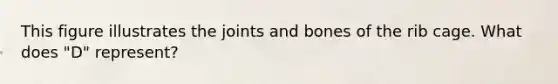 This figure illustrates the joints and bones of the rib cage. What does "D" represent?