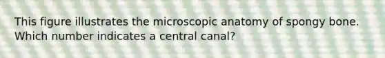 This figure illustrates the microscopic anatomy of spongy bone. Which number indicates a central canal?