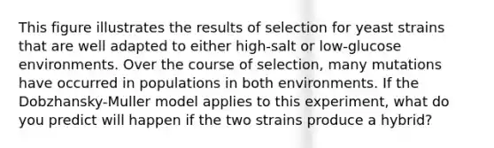 This figure illustrates the results of selection for yeast strains that are well adapted to either high-salt or low-glucose environments. Over the course of selection, many mutations have occurred in populations in both environments. If the Dobzhansky-Muller model applies to this experiment, what do you predict will happen if the two strains produce a hybrid?