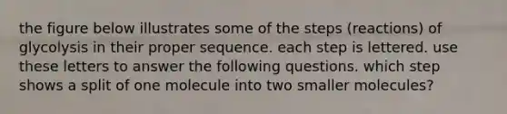 the figure below illustrates some of the steps (reactions) of glycolysis in their proper sequence. each step is lettered. use these letters to answer the following questions. which step shows a split of one molecule into two smaller molecules?