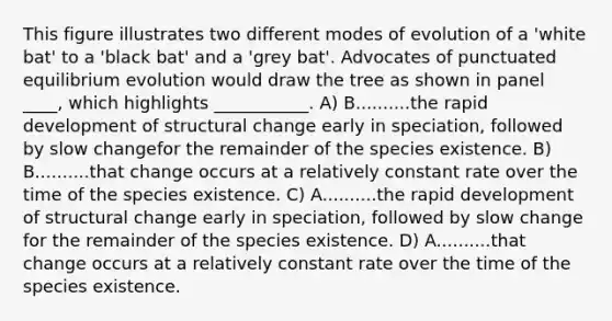 This figure illustrates two different modes of evolution of a 'white bat' to a 'black bat' and a 'grey bat'. Advocates of punctuated equilibrium evolution would draw the tree as shown in panel ____, which highlights ___________. A) B..........the rapid development of structural change early in speciation, followed by slow changefor the remainder of the species existence. B) B..........that change occurs at a relatively constant rate over the time of the species existence. C) A..........the rapid development of structural change early in speciation, followed by slow change for the remainder of the species existence. D) A..........that change occurs at a relatively constant rate over the time of the species existence.