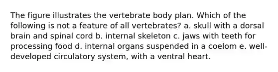 The figure illustrates the vertebrate body plan. Which of the following is not a feature of all vertebrates? a. skull with a dorsal brain and spinal cord b. internal skeleton c. jaws with teeth for processing food d. internal organs suspended in a coelom e. well-developed circulatory system, with a ventral heart.