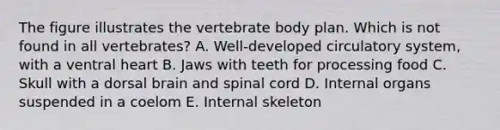 The figure illustrates the vertebrate body plan. Which is not found in all vertebrates? A. Well-developed circulatory system, with a ventral heart B. Jaws with teeth for processing food C. Skull with a dorsal brain and spinal cord D. Internal organs suspended in a coelom E. Internal skeleton