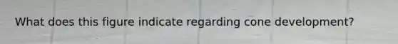 What does this figure indicate regarding cone development?