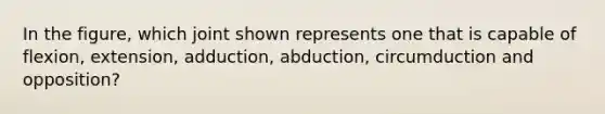 In the figure, which joint shown represents one that is capable of flexion, extension, adduction, abduction, circumduction and opposition?