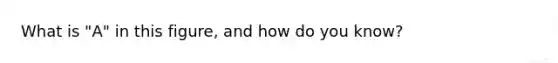 What is "A" in this figure, and how do you know?