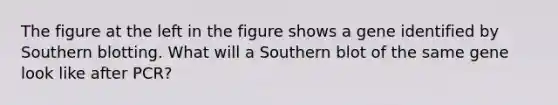 The figure at the left in the figure shows a gene identified by Southern blotting. What will a Southern blot of the same gene look like after PCR?