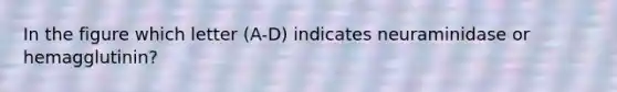 In the figure which letter (A-D) indicates neuraminidase or hemagglutinin?