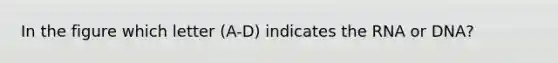 In the figure which letter (A-D) indicates the RNA or DNA?