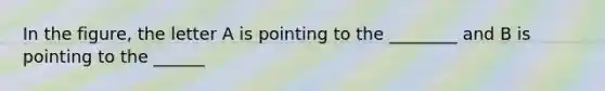 In the figure, the letter A is pointing to the ________ and B is pointing to the ______