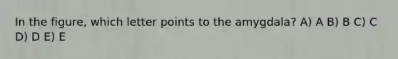 In the figure, which letter points to the amygdala? A) A B) B C) C D) D E) E