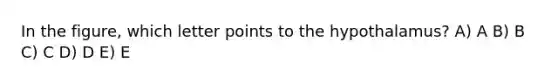 In the figure, which letter points to the hypothalamus? A) A B) B C) C D) D E) E