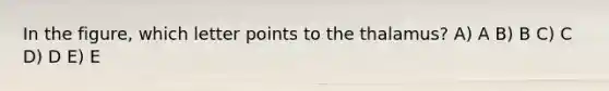 In the figure, which letter points to the thalamus? A) A B) B C) C D) D E) E
