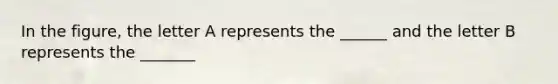 In the figure, the letter A represents the ______ and the letter B represents the _______