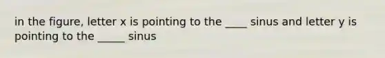 in the figure, letter x is pointing to the ____ sinus and letter y is pointing to the _____ sinus