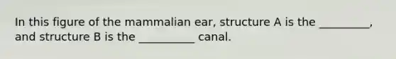 In this figure of the mammalian ear, structure A is the _________, and structure B is the __________ canal.