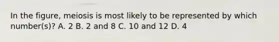 In the figure, meiosis is most likely to be represented by which number(s)? A. 2 B. 2 and 8 C. 10 and 12 D. 4