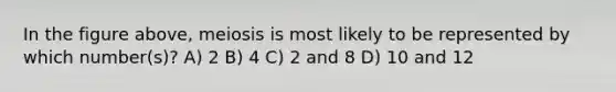 In the figure above, meiosis is most likely to be represented by which number(s)? A) 2 B) 4 C) 2 and 8 D) 10 and 12