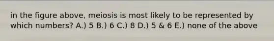 in the figure above, meiosis is most likely to be represented by which numbers? A.) 5 B.) 6 C.) 8 D.) 5 & 6 E.) none of the above