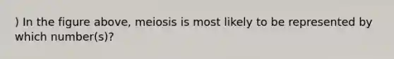 ) In the figure above, meiosis is most likely to be represented by which number(s)?
