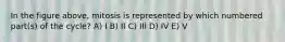 In the figure above, mitosis is represented by which numbered part(s) of the cycle? A) I B) II C) III D) IV E) V
