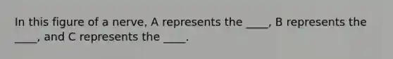 In this figure of a nerve, A represents the ____, B represents the ____, and C represents the ____.