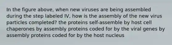 In the figure above, when new viruses are being assembled during the step labeled IV, how is the assembly of the new virus particles completed? the proteins self-assemble by host cell chaperones by assembly proteins coded for by the viral genes by assembly proteins coded for by the host nucleus