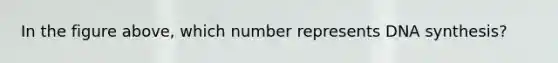 In the figure above, which number represents DNA synthesis?