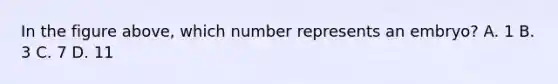 In the figure above, which number represents an embryo? A. 1 B. 3 C. 7 D. 11