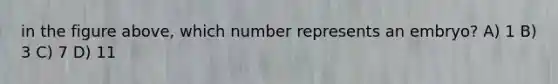 in the figure above, which number represents an embryo? A) 1 B) 3 C) 7 D) 11