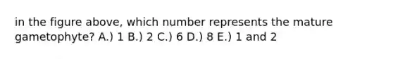 in the figure above, which number represents the mature gametophyte? A.) 1 B.) 2 C.) 6 D.) 8 E.) 1 and 2