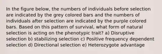 In the figure below, the numbers of individuals before selection are indicated by the grey colored bars and the numbers of individuals after selection are indicated by the purple colored bars. Based on this pattern of survival, what form of natural selection is acting on the phenotypic trait? a) Disruptive selection b) stabilizing selection c) Positive frequency dependent selection d) Directional selection e) Heterozygote advantage