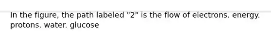 In the figure, the path labeled "2" is the flow of electrons. energy. protons. water. glucose