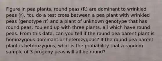 Figure In pea plants, round peas (R) are dominant to wrinkled peas (r). You do a test cross between a pea plant with wrinkled peas (genotype rr) and a plant of unknown genotype that has round peas. You end up with three plants, all which have round peas. From this data, can you tell if the round pea parent plant is homozygous dominant or heterozygous? If the round pea parent plant is heterozygous, what is the probability that a random sample of 3 progeny peas will all be round?