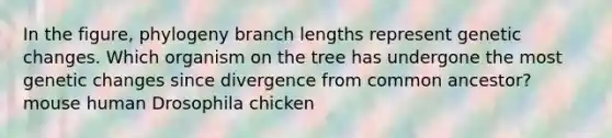 In the figure, phylogeny branch lengths represent genetic changes. Which organism on the tree has undergone the most genetic changes since divergence from common ancestor? mouse human Drosophila chicken