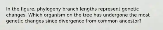 In the figure, phylogeny branch lengths represent genetic changes. Which organism on the tree has undergone the most genetic changes since divergence from common ancestor?